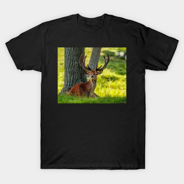 Red Deer Stag T-Shirt by kenmo